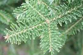 Christmas tree shop