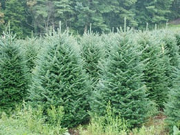 Perfect Christmas Tree