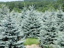 Christmas Tree Farm