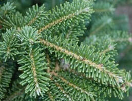 7 to 8' Christmas Tree