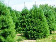 Christmas Tree shop near me
